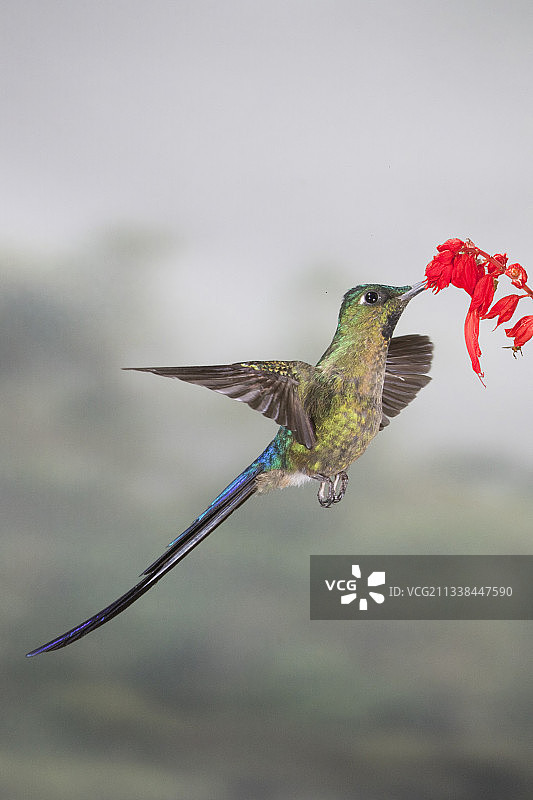 雄性紫尾神仙蜂鸟在花上觅食图片素材