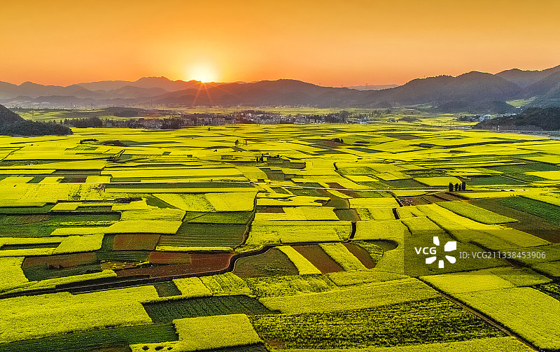 春天，日落时，云南曲靖罗平油菜花海图片素材