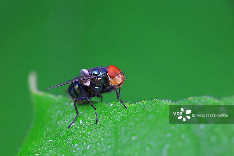 红头丽蝇图片素材