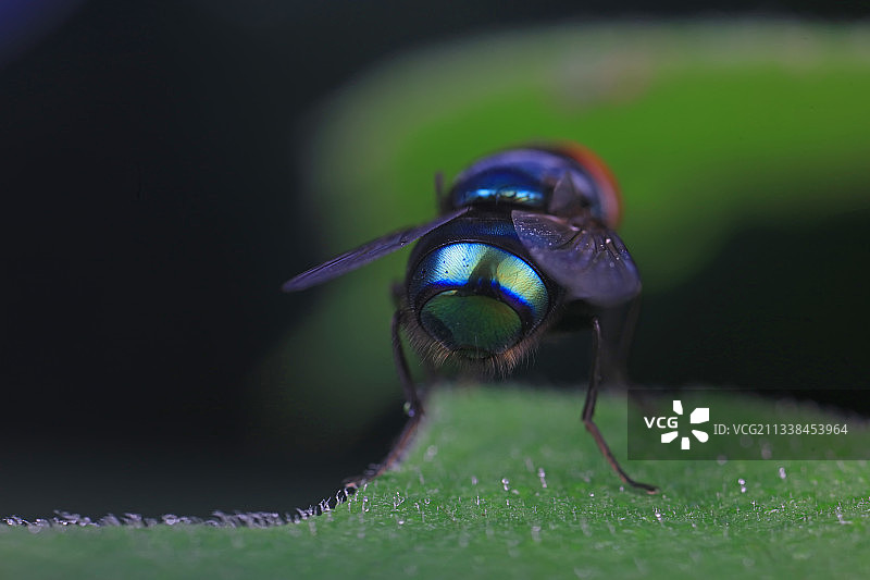 红头丽蝇图片素材