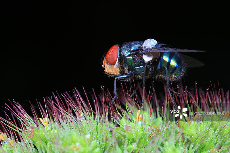 红头丽蝇图片素材