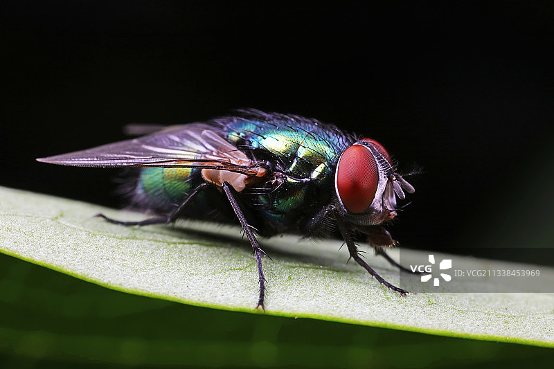 红头丽蝇图片素材