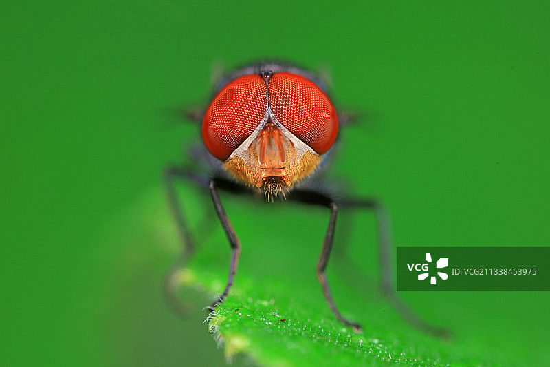 红头丽蝇图片素材