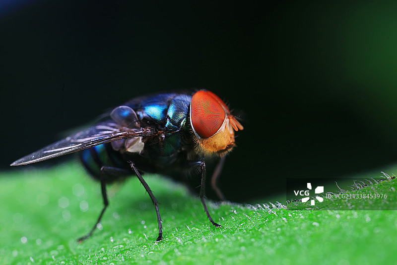 红头丽蝇图片素材