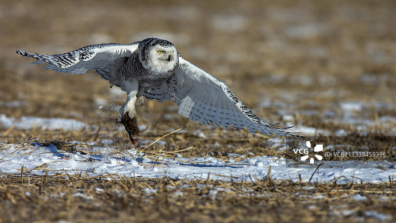 抓捕食物图片素材