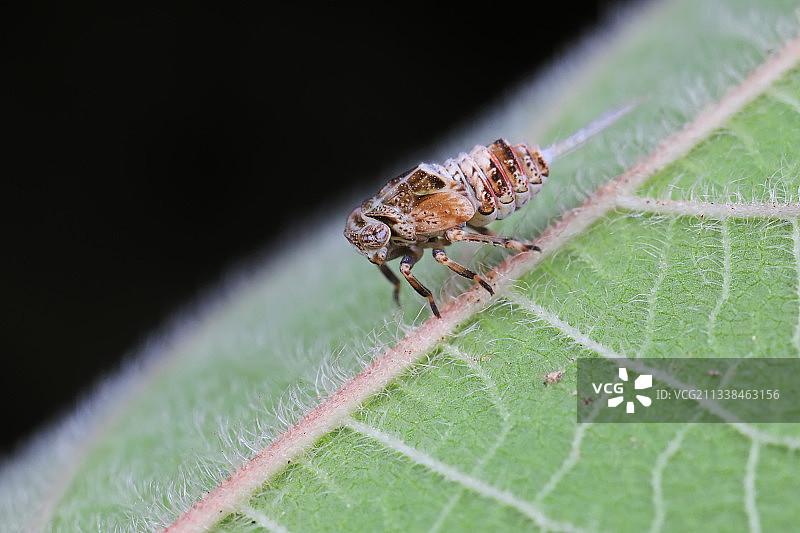 瓢蜡蝉若虫图片素材