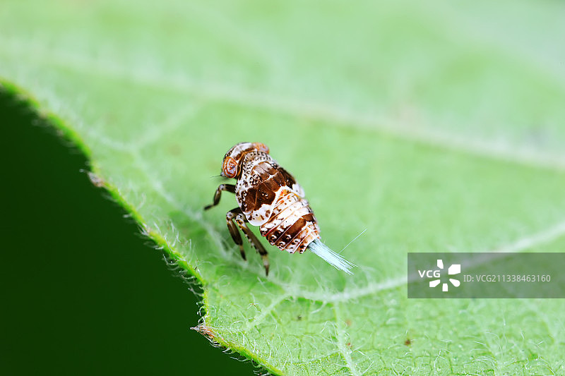 瓢蜡蝉若虫图片素材