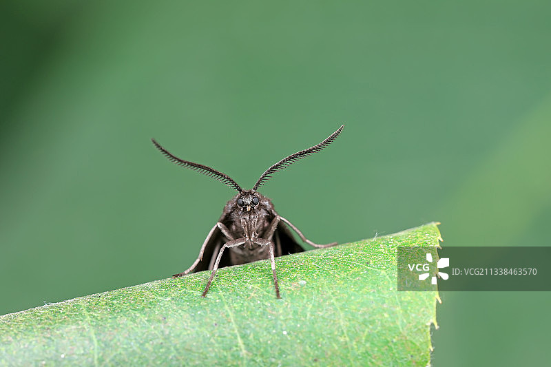 梨叶斑蛾图片素材