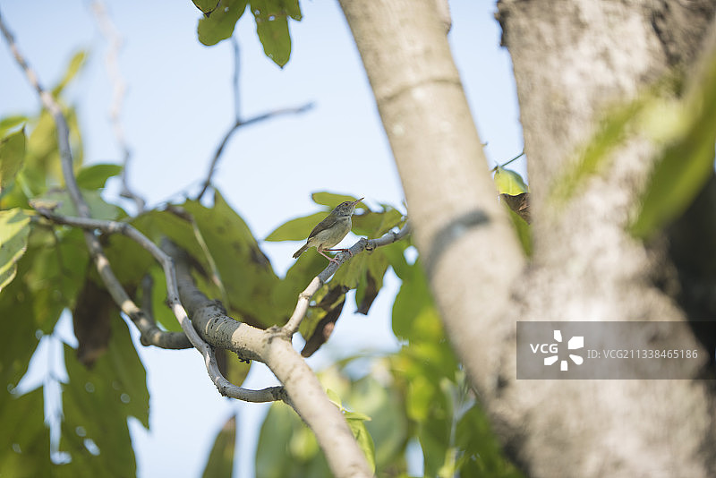 长尾缝叶莺 3.98米图片素材
