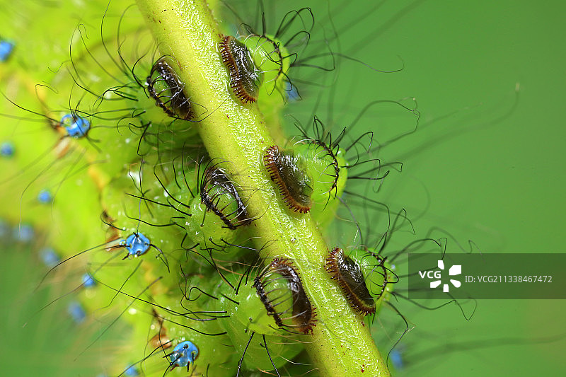 绿尾大蚕蛾幼虫的足部图片素材