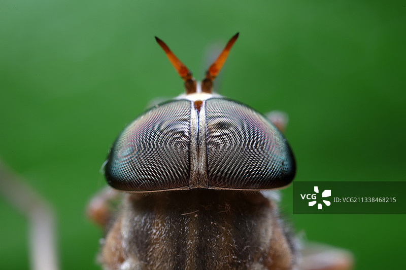 麻蝇复眼图片素材