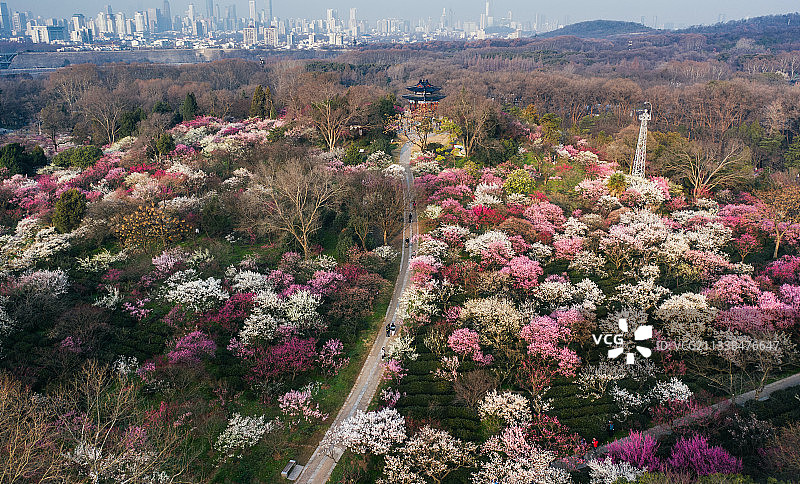 航拍南京梅花山春色图片素材