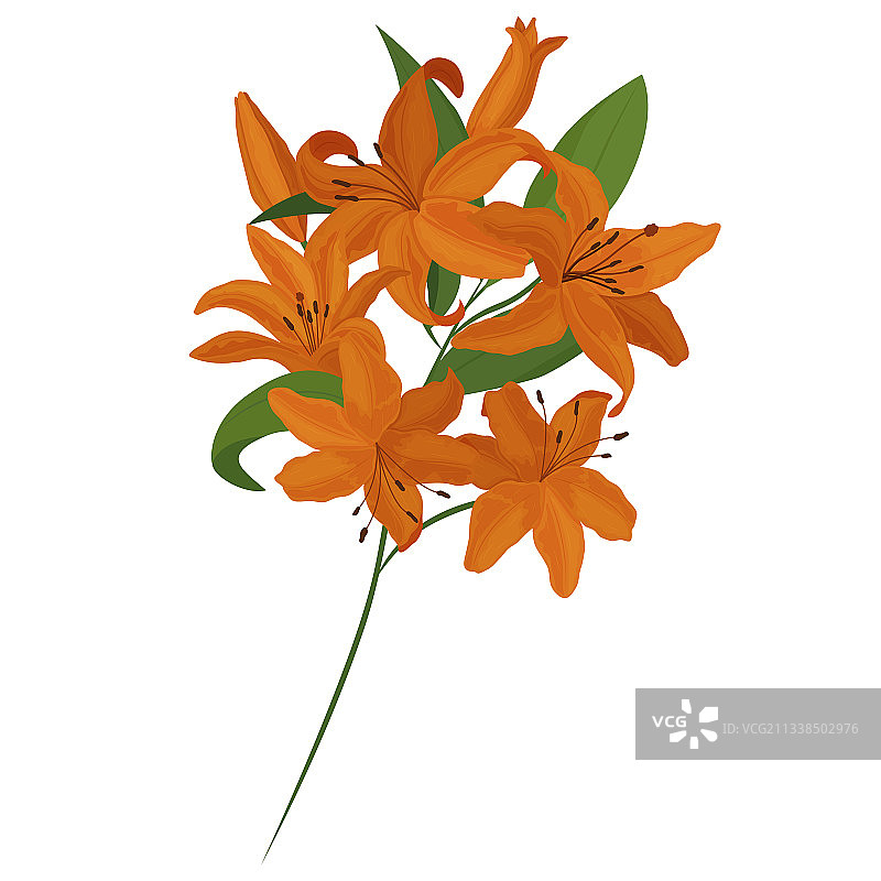 橙色百合花花束图片素材