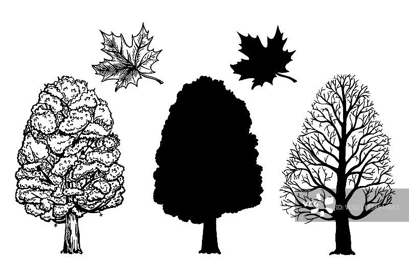 冬夏枫树枝叶图片素材