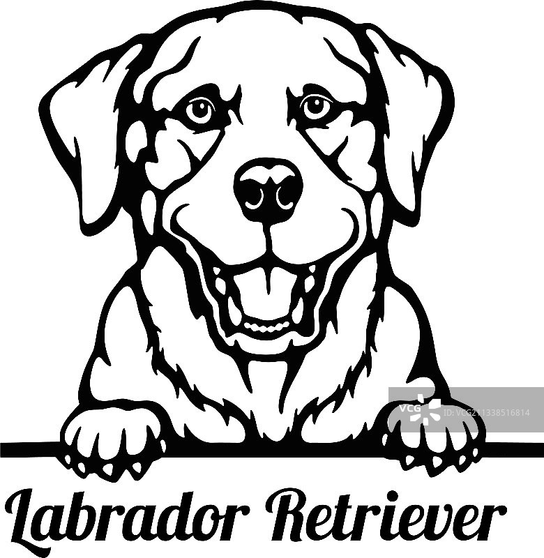 拉布拉多寻回犬探头 - 头部隔离图片素材