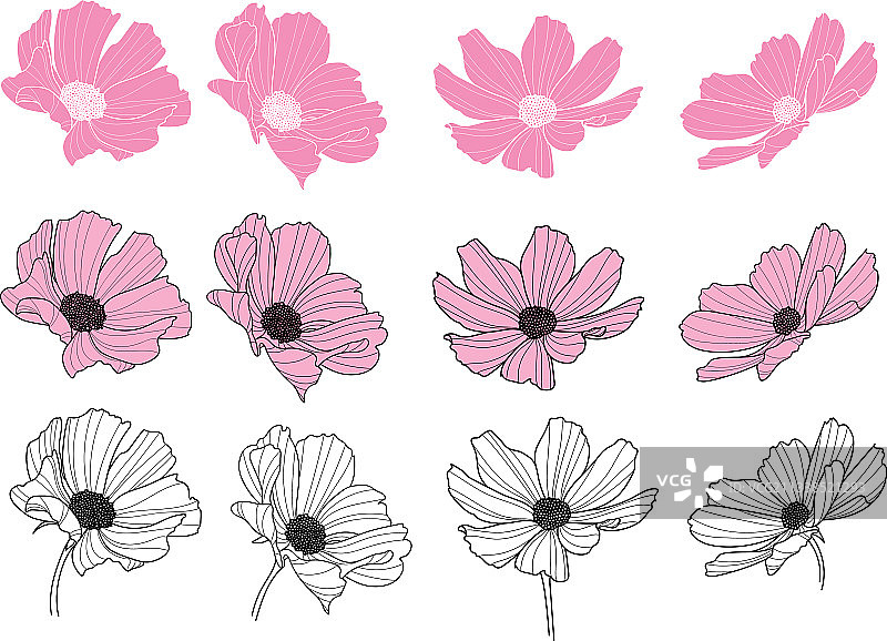 花园波斯菊花卉植物图片素材