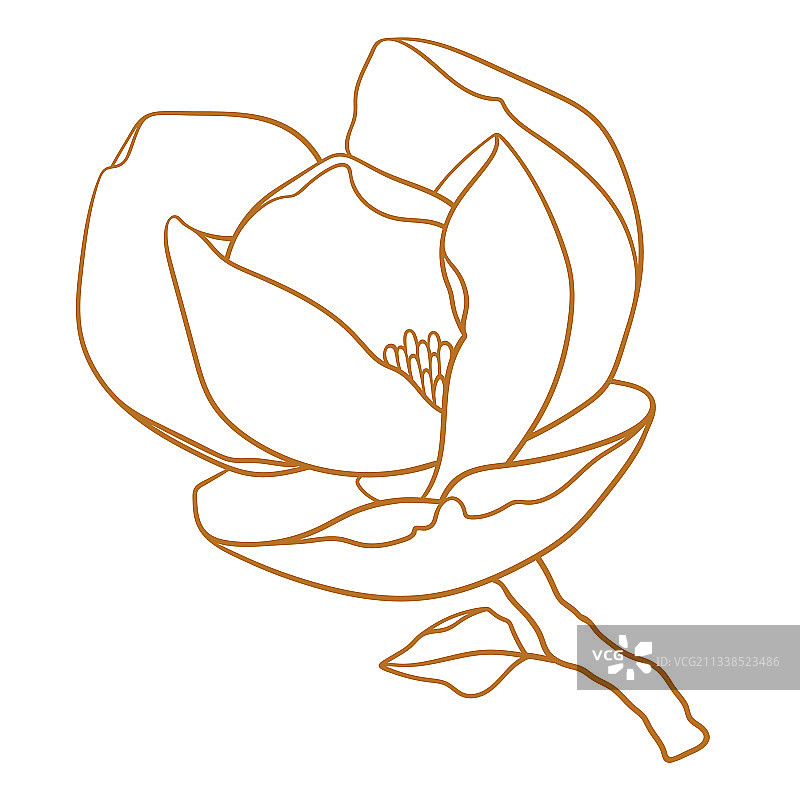 金色树枝上的玉兰花图片素材