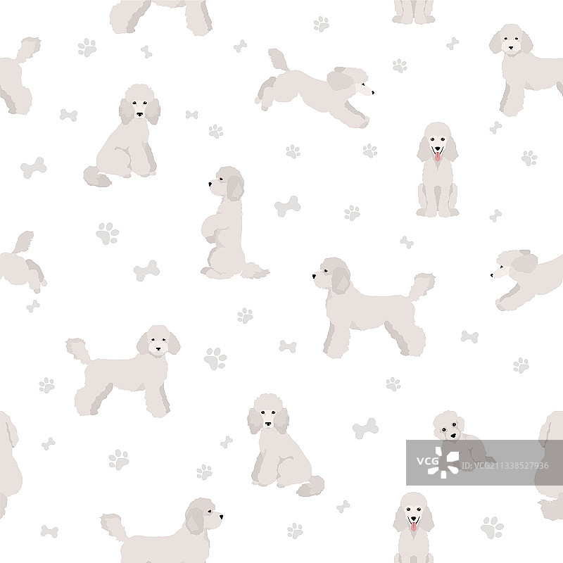 不同姿势和毛色的泰迪犬剪贴画图片素材