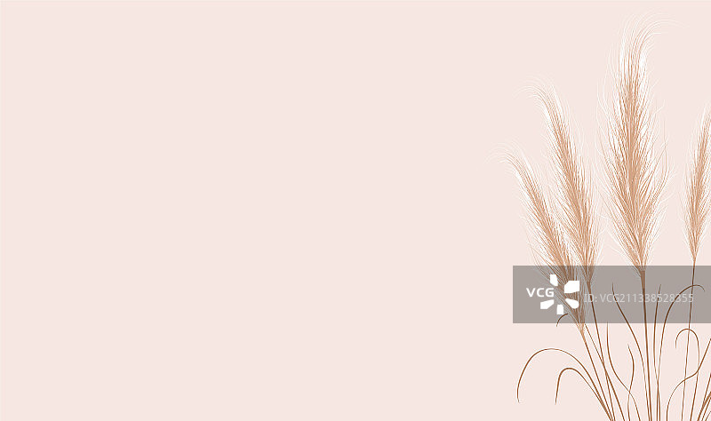 米色背景上的干天然蒲苇草图片素材