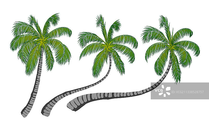 椰子树图形图片素材