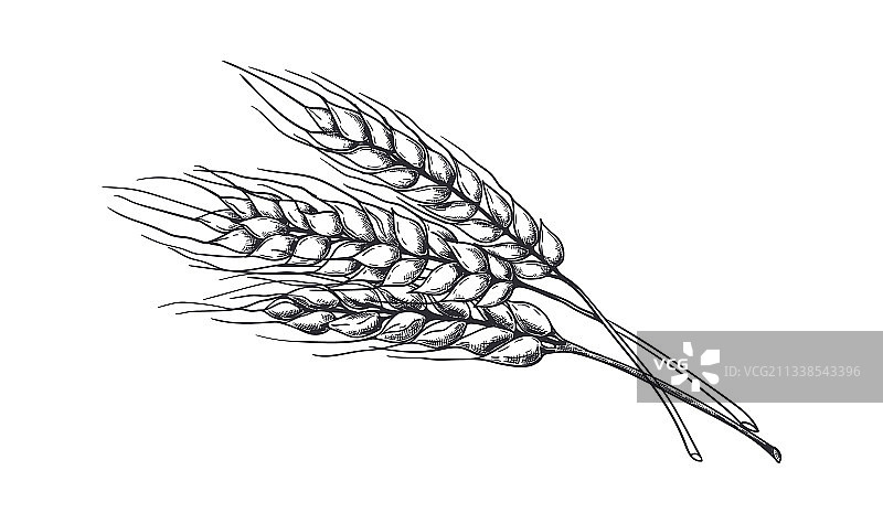 手绘写实麦穗图片素材