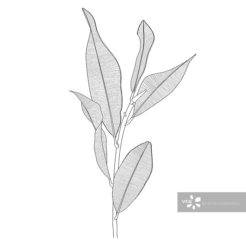 榕树枝叶线条画图片素材
