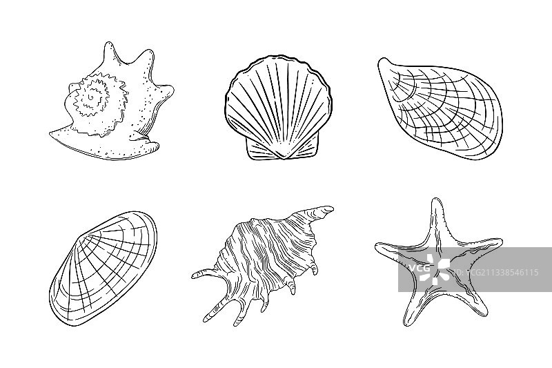 带有海星扇贝和牡蛎的贝壳图片素材