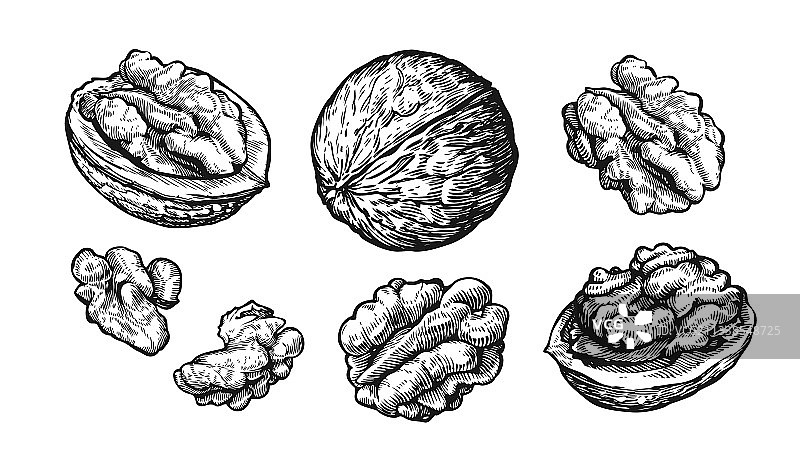 手绘素描坚果核桃组合图片素材
