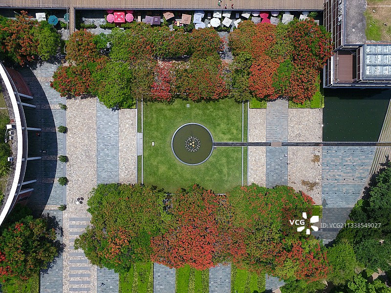 凤凰花开的深圳华侨城生态广场图片素材