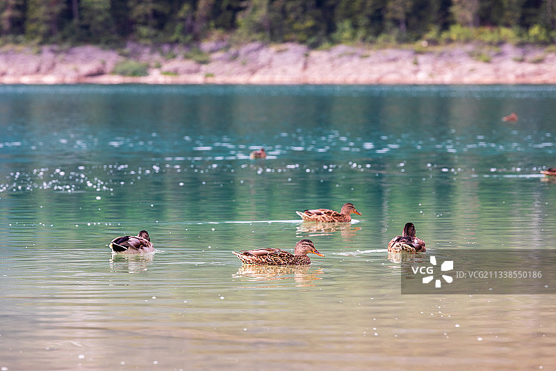 东欧黑山黑湖国家公园的野鸭们图片素材