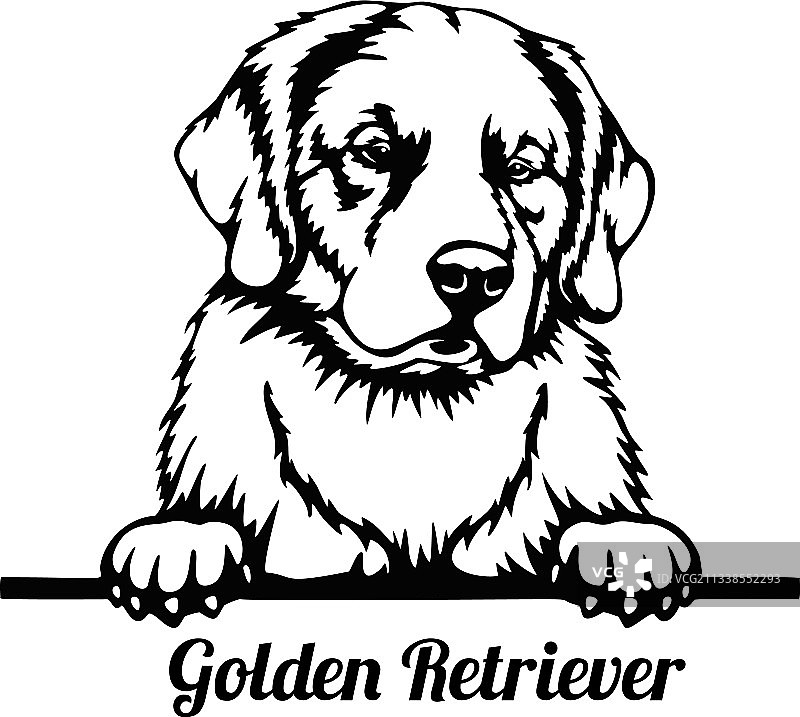 金毛犬探头 - 头部特写图片素材