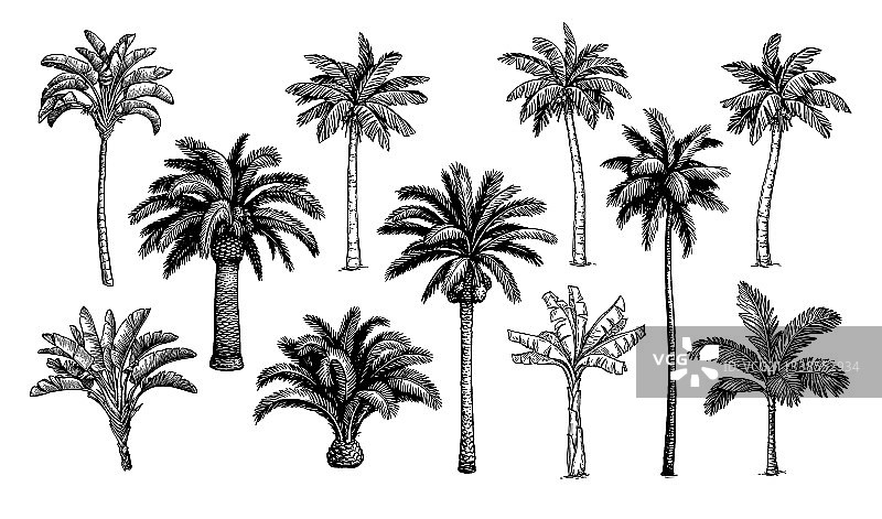 棕榈树大合集图片素材