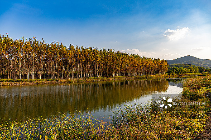 秋天的白杨 白杨成排 杨树倒影图片素材