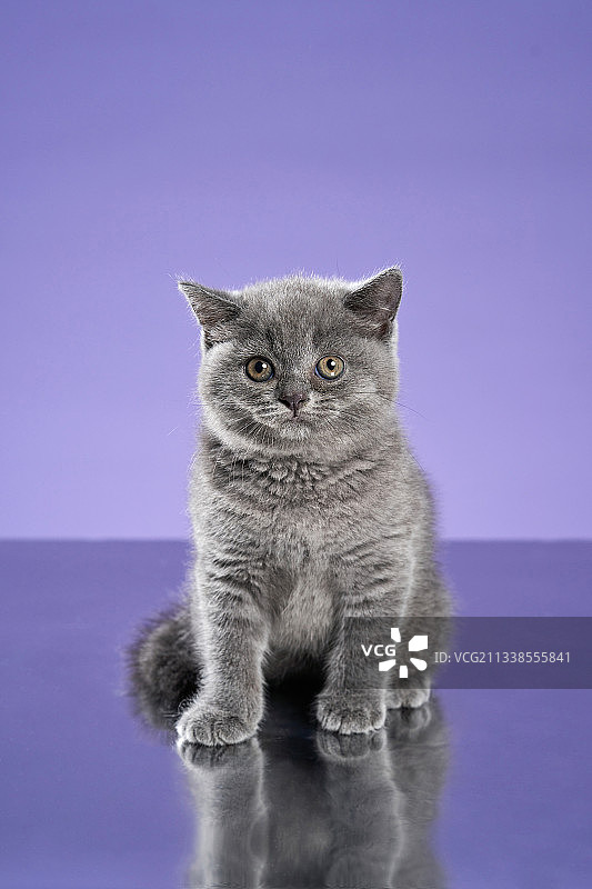 英国短毛猫奶猫图片素材