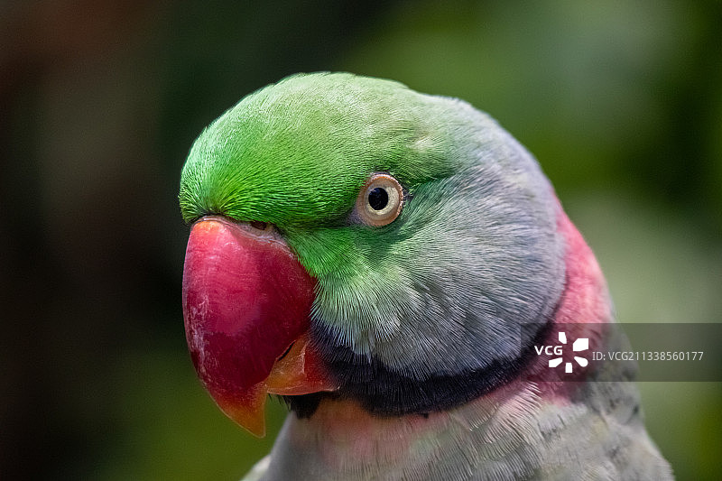 鹦鹉大头照图片素材
