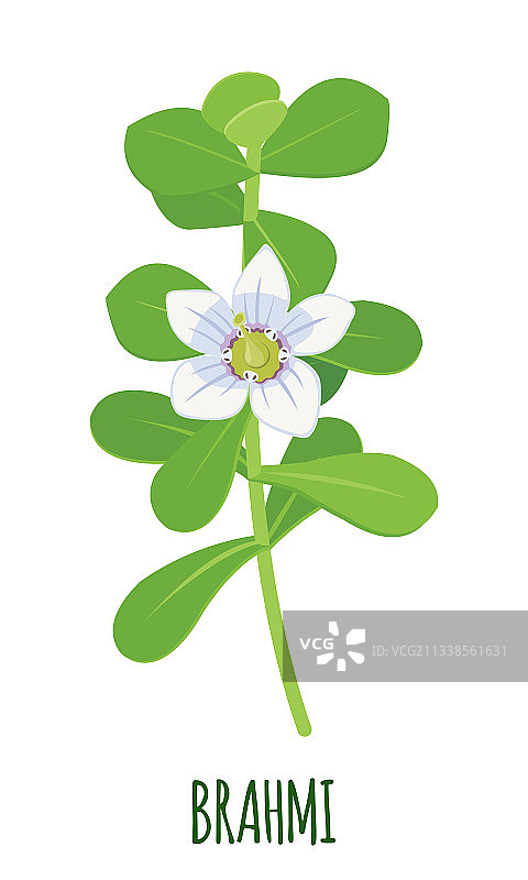 假马齿苋图标，已隔离图片素材