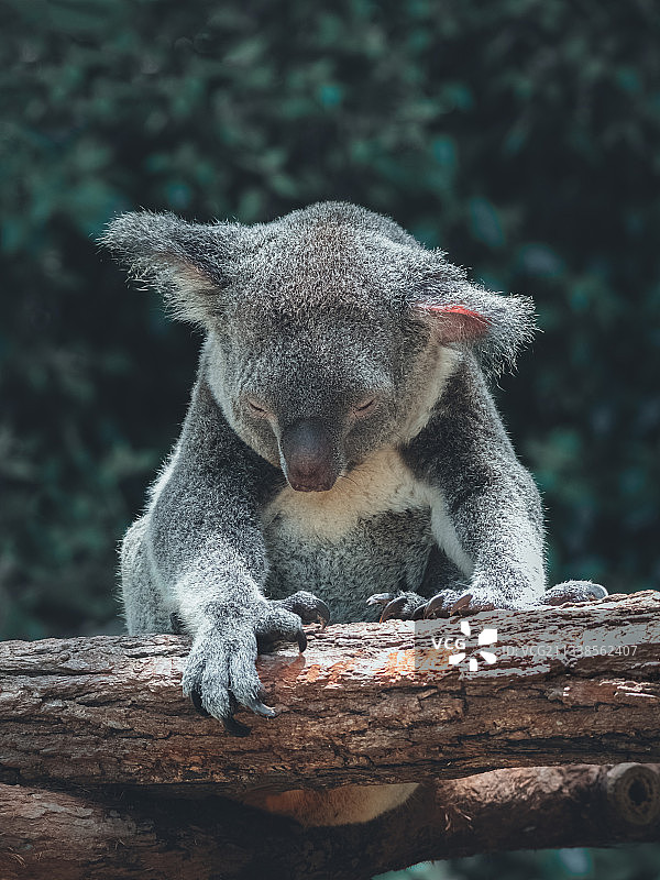 昏昏欲睡的考拉图片素材