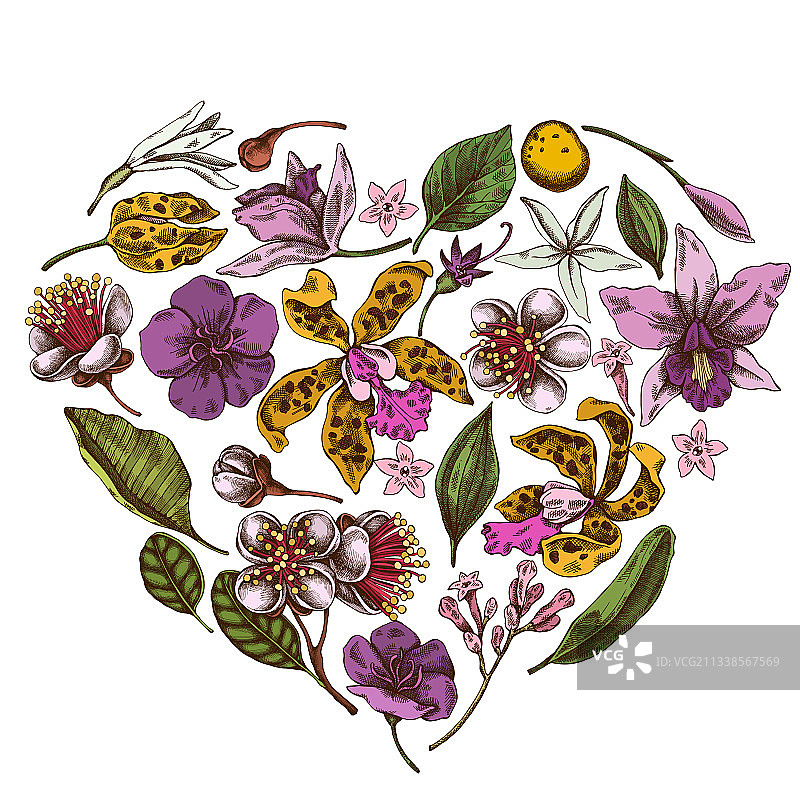 彩色香石南果与爱心花卉设计图片素材