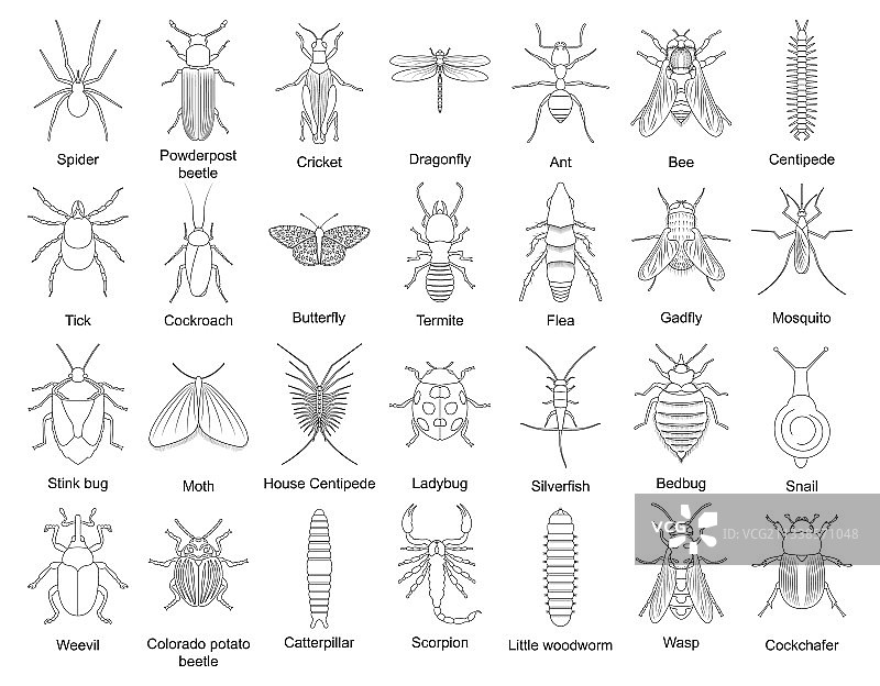 甲虫独立轮廓图标集图片素材