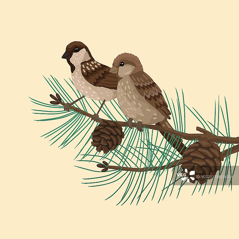 麻雀栖息在松树枝上图片素材