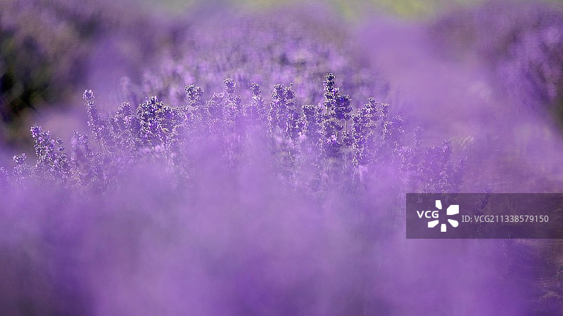 霍城薰衣草图片素材