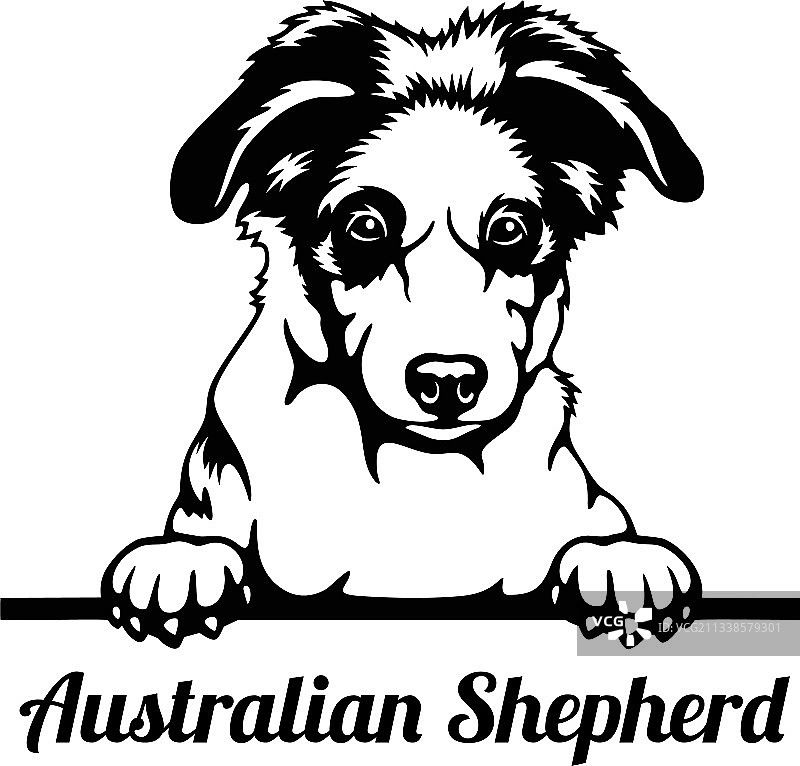 澳洲牧羊犬头部特写图片素材