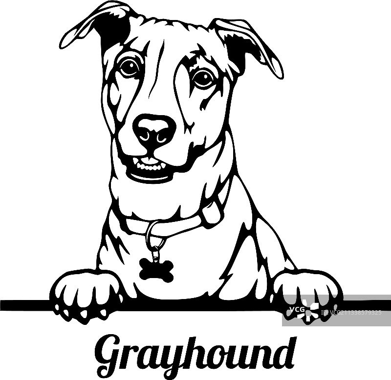 灰狗偷看狗头图片素材