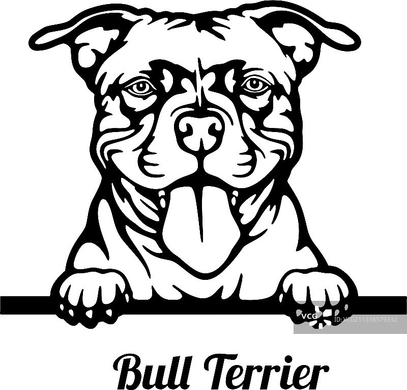 牛头㹴犬探头 - 头部白色背景隔离图片素材