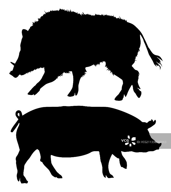 宠物猪和野猪动物轮廓图片素材