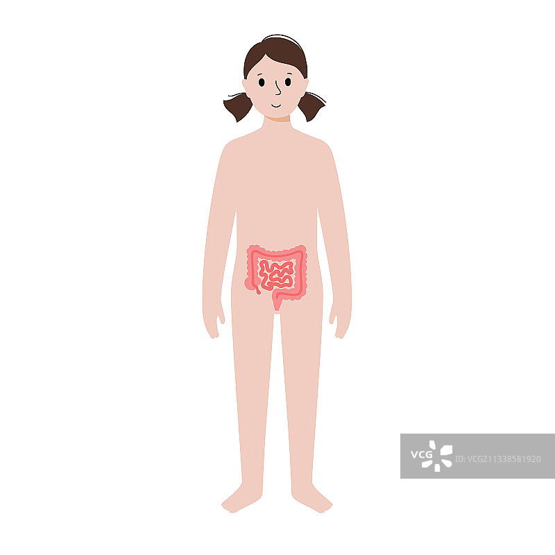 女性身体内部器官图片素材