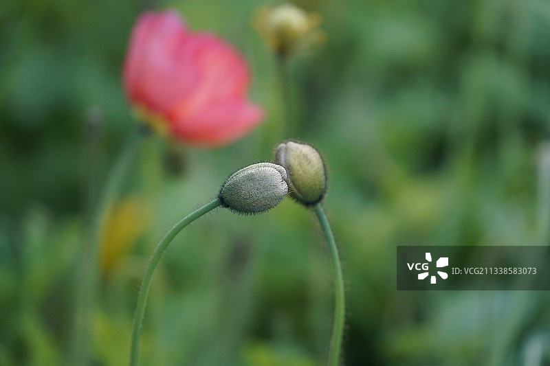 含苞待放图片素材