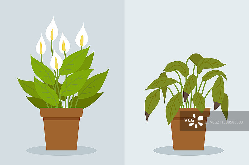 植物枯萎与健康状态的对比图片素材