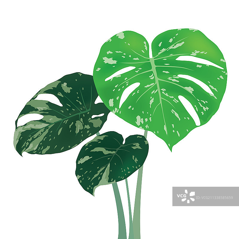 绿叶图形图片素材