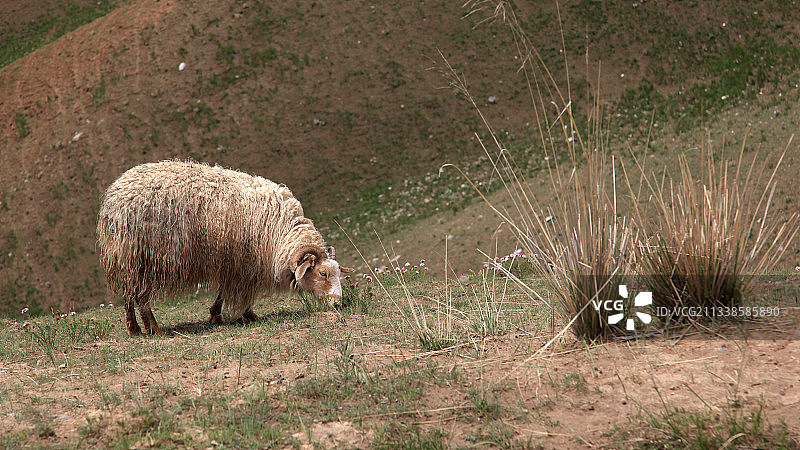 吃草羊图片素材
